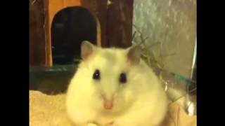 Hamster futtert Popcorn [upl. by Ganny]