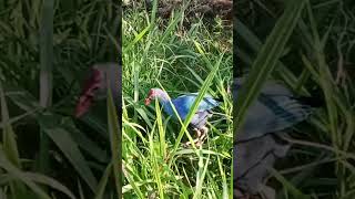 Western swamphen bird কালিম পাখি। [upl. by Garvy646]