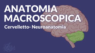 CERVELLETTO  Anatomia macroscopica e funzionale  Neuroanatomia [upl. by Arytal]