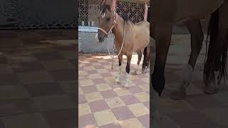 music marvadihorse myanimal Khimat stud farm Gujarat banaskantha lakhni ganta9737812001 [upl. by Leugimsiul]