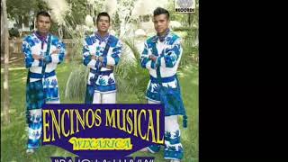 ENCINOS MUSICAL 2017 [upl. by Tiga981]