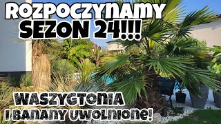 Rozpoczynamy Sezon  Palma Waszyngtonia Robusta Na Wolności [upl. by Gagnon]