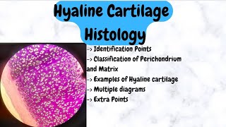 Hyaline Cartilage  Histology [upl. by Htebzil489]