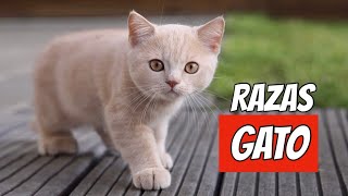 TODAS LAS RAZAS DE GATO DEL MUNDO [upl. by Donielle]