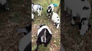 Feeding Goats acorns for thanksgiving [upl. by Anipsed887]