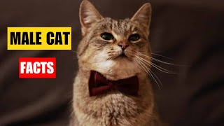 8 Shocking Facts About Male Cats [upl. by Earlene]