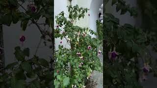 “Parsley Sage Rosemary and Thyme” nature flowers viralvideo shorts [upl. by Annoirb]