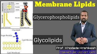 Lecture10 P2  Membrane Lipids  Cerebroside  Sphingolipids  Phosphatide  Ganglioside  Myelin [upl. by Ozzie]