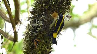 Western Green Tinkerbird Pogoniulus coryphaea [upl. by Ecnerret]