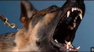 DOGS BARKING to Make your Dog Bark 4Dog Breeds Barking Sound Effects [upl. by Nerat]