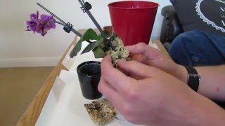 Repotting Miniature Phalaenopsis Orchid [upl. by Lucian]