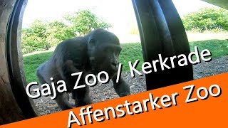 03 GaiaZoo  Affenstarke Vorführungen mit Go Pro Hypersmooth gefilmt [upl. by Llennahc327]