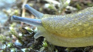 Babosa amarilla Limacus flavus Conociendo el fascinante mundo de los gasterópodos GONZALO [upl. by Nivrac]