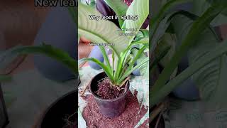 Quick Spathiphyllum Sensation repot RepottingPlants Spathiphyllum SpringGardening [upl. by Bradley147]