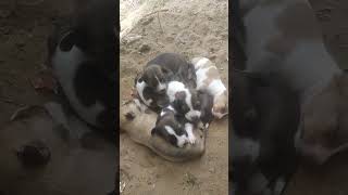 நல்லவர்கள் கூடும்போதுararo arirarofunny puppies [upl. by Ekralc808]