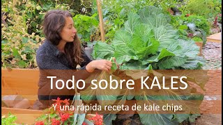 Como cultivar KALE Variedades tips y recetas [upl. by Cordeelia]