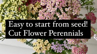 Easy to start from seed Cut Flower Perennials flowerfarm perennials zone5 cutflowers [upl. by Ayanet]