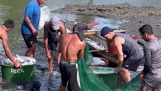 Harvesting Bangus  Donsol Sorsogon Marcellana’s Farm [upl. by Foskett]