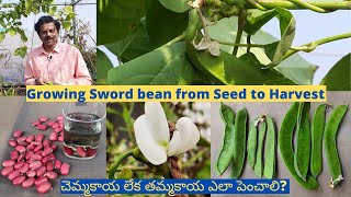 King of Beans  How to Grow Sword Beans seed to Harvest  చెమ్మకాయ  chemma kaya [upl. by Treharne]