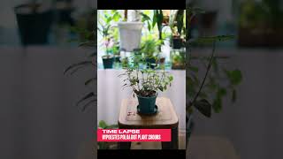 Timelapse Hypoestes Polka Dot Plant 2 Hours 하이포테스 타임랩스 2시간 plants garden gardening Hypoestes [upl. by Irrok521]