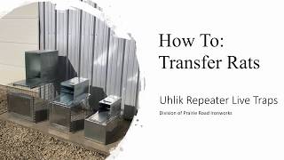 Uhlik Repeater Live Traps  Rat Transfer [upl. by Huppert401]