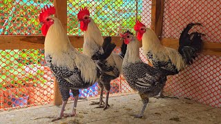 Original Misori Faumi Chicken  Chicken Farm  Popular Chicken Breeds In Bangladesh [upl. by Ahsatin643]