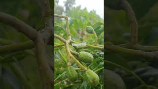 Ambarella tree fruit naturefarming naturephotography [upl. by Hannis923]