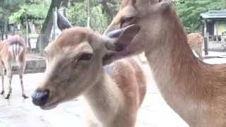 奈良公園の鹿、耳を舐め舐め ペロペロ動画 todaiji nara park deer [upl. by Notsnhoj]