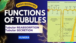 Functions Of Tubules  Tubular Secretion and Tubular Absorption Neet  Humera [upl. by Ahron608]