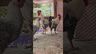 Most Crazy Fayoumis Chicken Breeds  Original Egyptian Rooster Crowing  Chicken Breeding [upl. by Poore917]