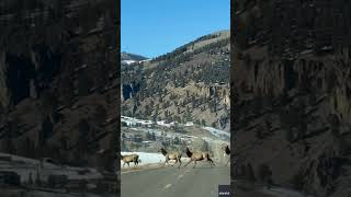 Watch Elk herd stops traffic Shorts [upl. by Donavon600]