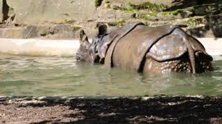 Panzernashorn Sofie aus dem Nbg Tiergarten [upl. by Ingamar]