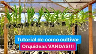 ORQUÍDEA VANDA  ESSE É O JEITO CERTO DE CULTIVAR ESSA ORQUÍDEA [upl. by Yevette]