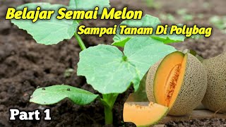 BELAJAR MENANAM MELON DI POLYBAG Penyemaian Part 1 [upl. by Brosy]