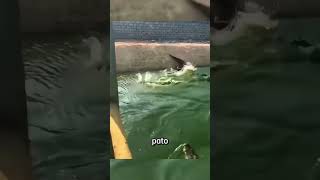 Esse pato caiu em um lago cheio de crocodilos fatosaleatorios curiosidadesaleatorias [upl. by Attela714]