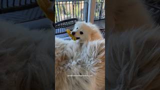 Cute Miniature American Eskimo Dog Playing [upl. by Ysnap576]