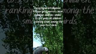 African Grey Parrots As Smart as Toddlers shorts [upl. by Lal6]