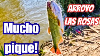 Pesca en Escobar Río Lujan y Arroyo las Rosas con mucho calor y buen pique [upl. by Amado]