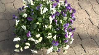 Pansy Basket full of Flower [upl. by Leveroni572]