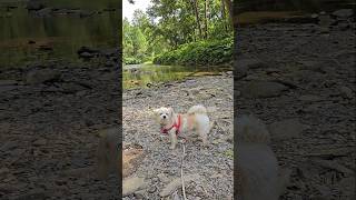 ❤️ Scooter Loves Rocks 🪨 nature river park rocks dog shorts [upl. by Nnairret]