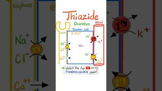 Thiazide Diuretics  Kidney Pharmacology…science pharmacology pharmacy biology physiology mbbs [upl. by Jemina]