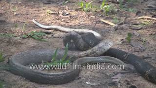 King Cobra attacks kills and feasts on a dhaman in India [upl. by Schulze]