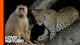 Leopard Climbs Down Tree With 25 Pound Baboon In Its Mouth [upl. by Anitnelav]