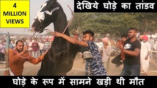 बेकाबू घोड़ा पुष्कर मेला में हुआ  कैसे किया काबू How to Control Out Of Control Horse Training Video [upl. by Ttennaj89]