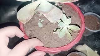 echeveria plant care [upl. by Enaira]