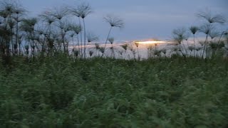 Bangweulu wetlands [upl. by Leah]