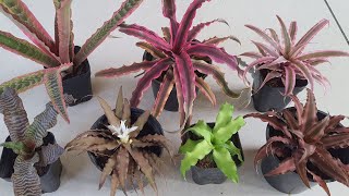 cryptanthus combo [upl. by Etterb451]