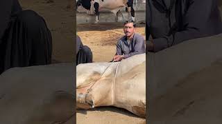 Hoof Triming at Pitafi livestock farm cow animal farming funnyanimal music [upl. by Sapphera95]