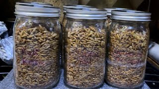 How to Make Mushroom Grain Spawn Jars Step by Step [upl. by Pelaga]