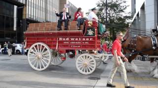 Veterans Day Parade 111116  Birmingham AL  Clydesdales [upl. by Ydnem]